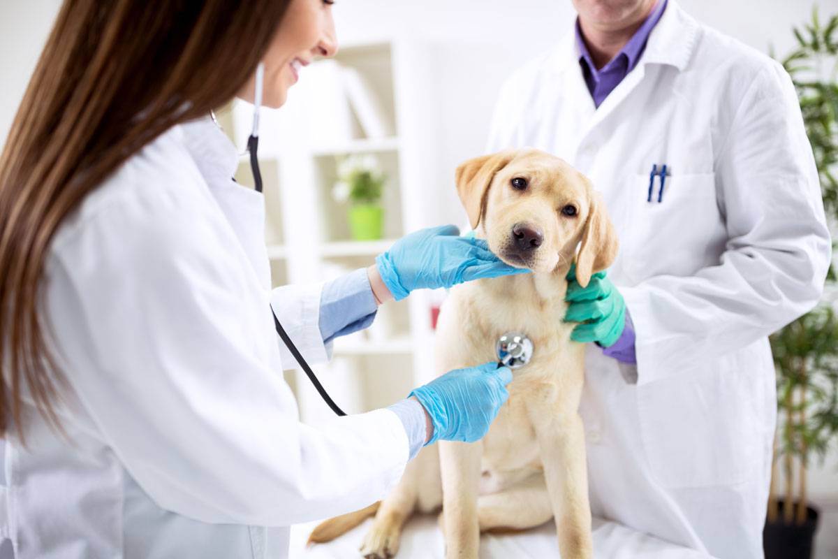 clinica-veterinaria-florianopolis_servicos_exames